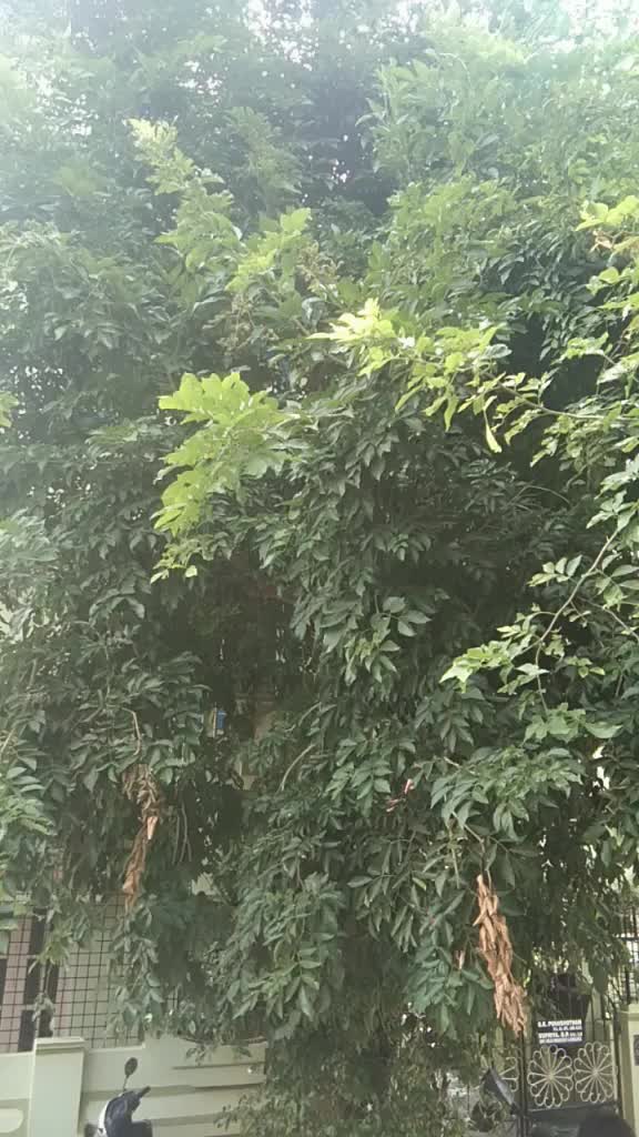 @DATTU 786