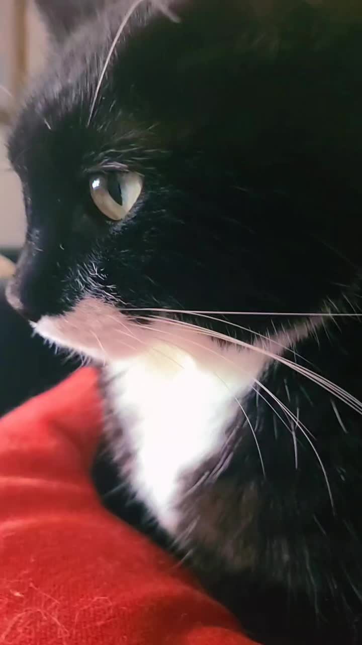 @MrPickles