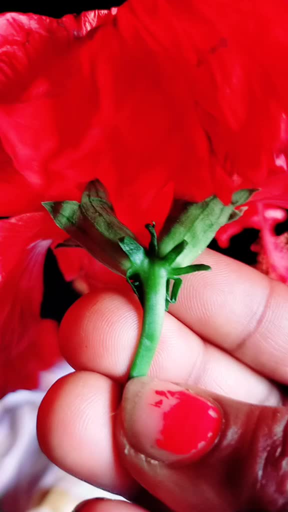 @chinmayee Rubi