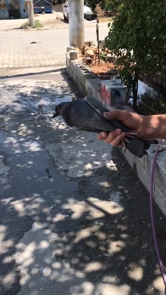 @Ömer Aksan