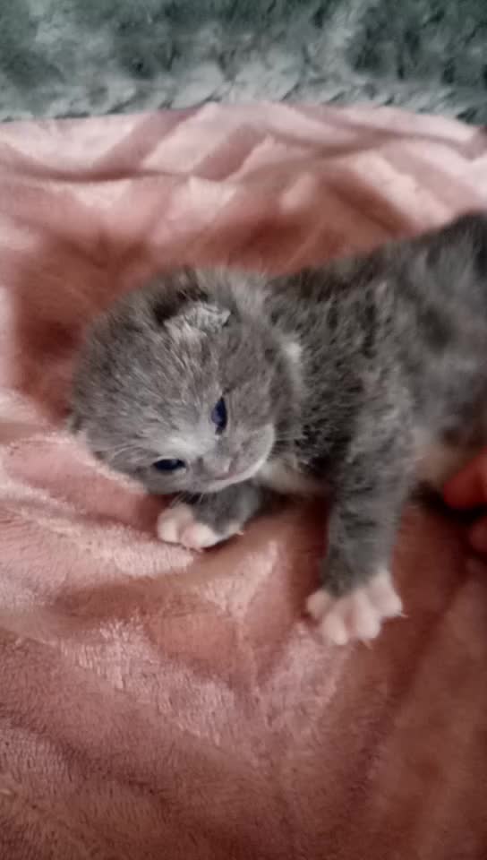 @Russianbluekittyskye