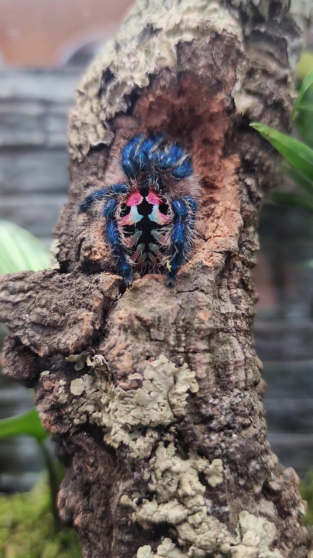 @BugZcave