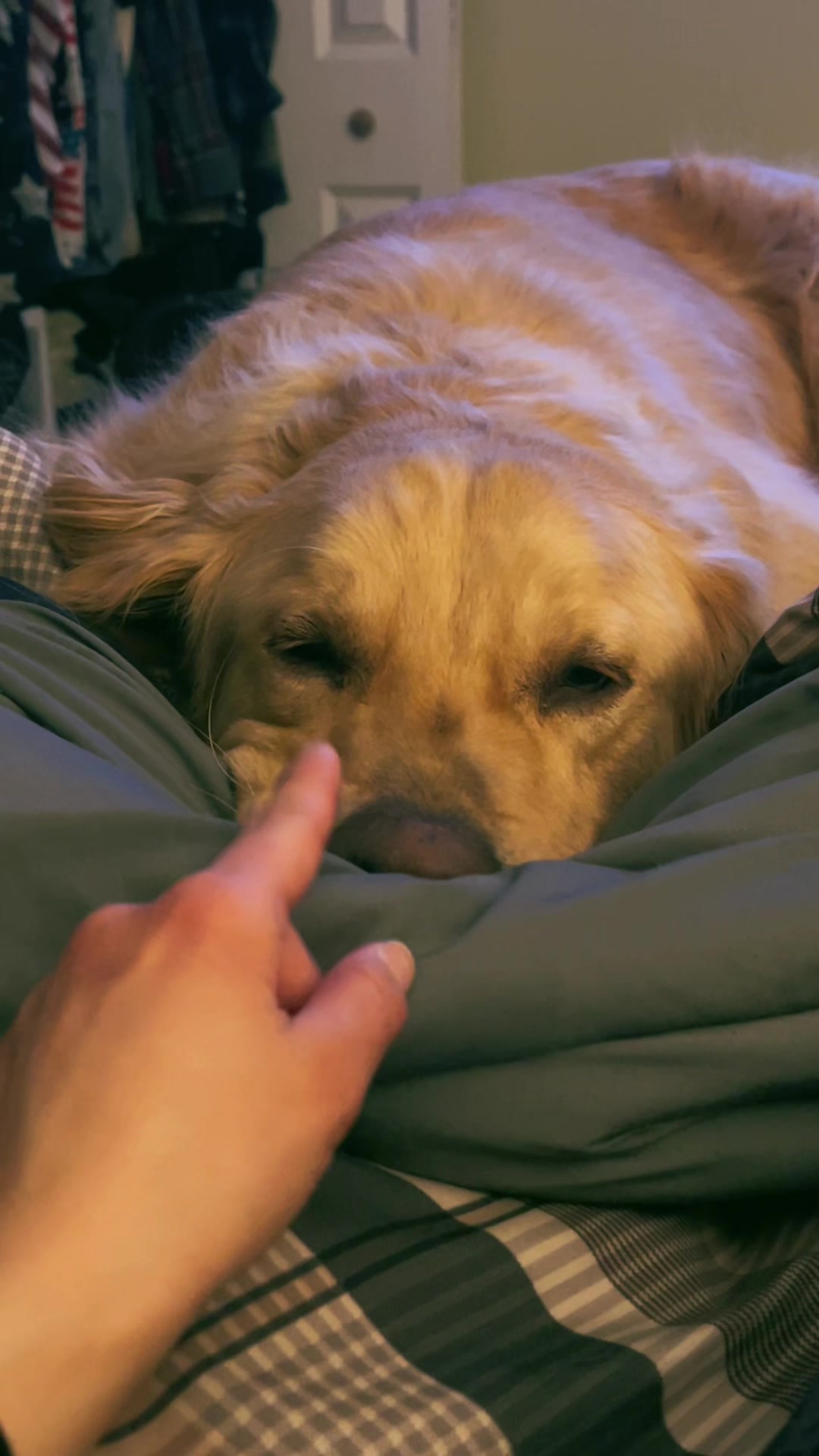 @Buddy the Golden 🦮😎