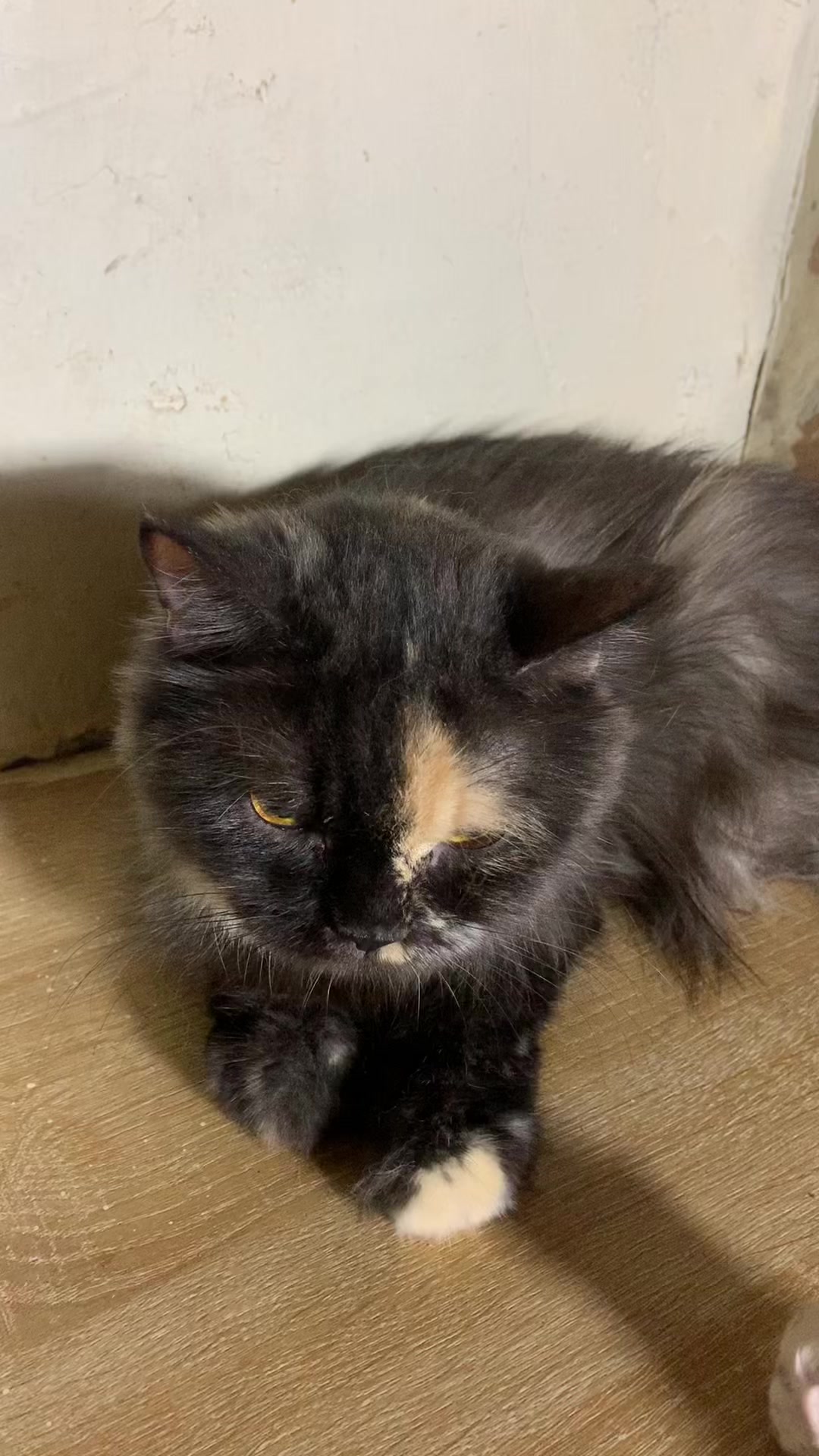 @Dera&rsquo;s cats🐈🐈🐈&zwj;⬛