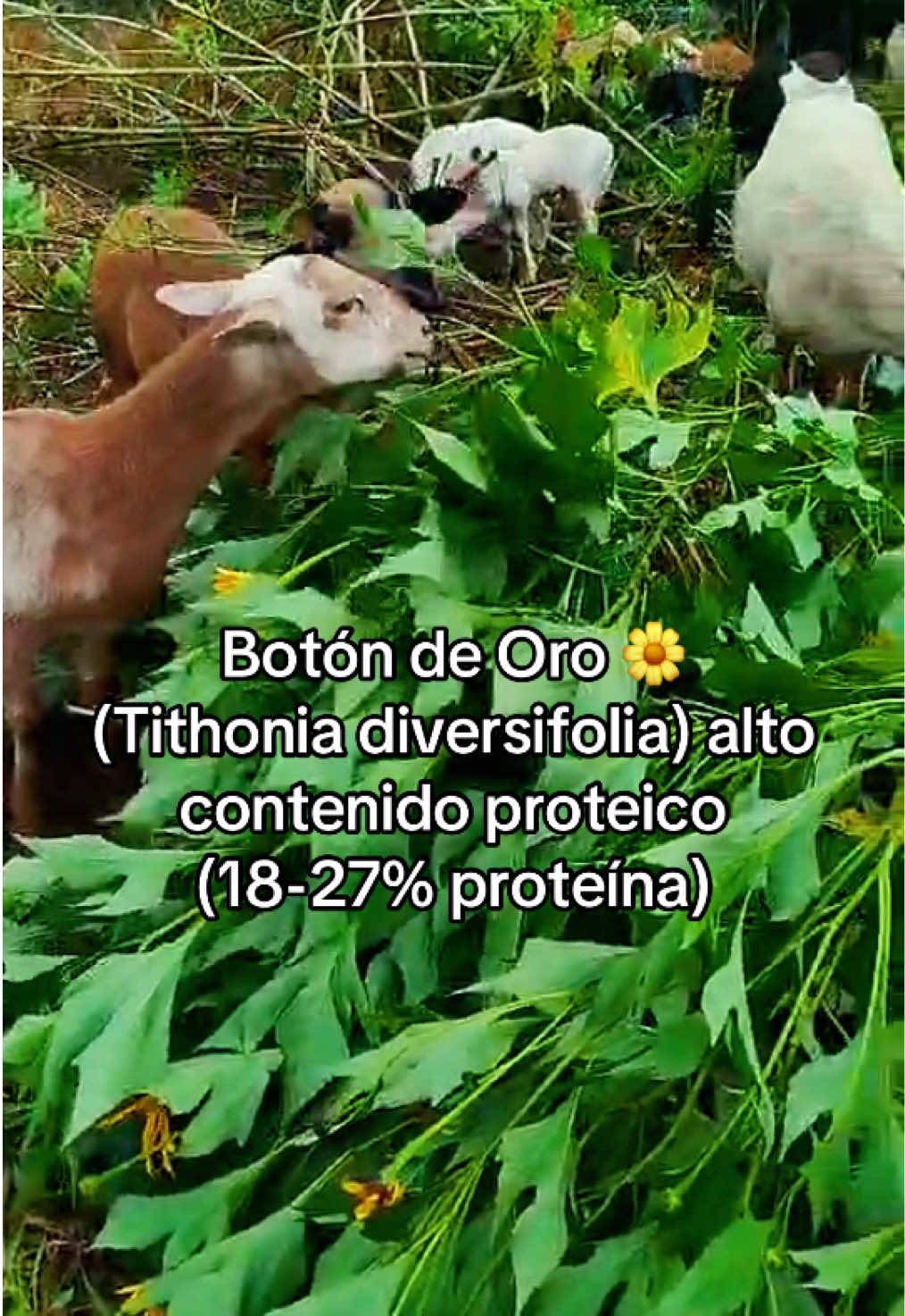 @Pastos y Leguminosas - Ecuador