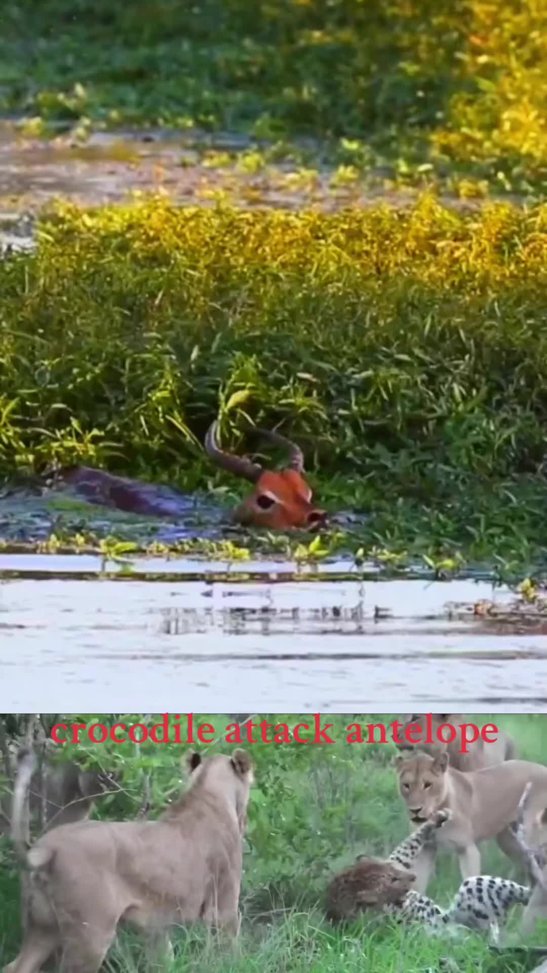 @animal9