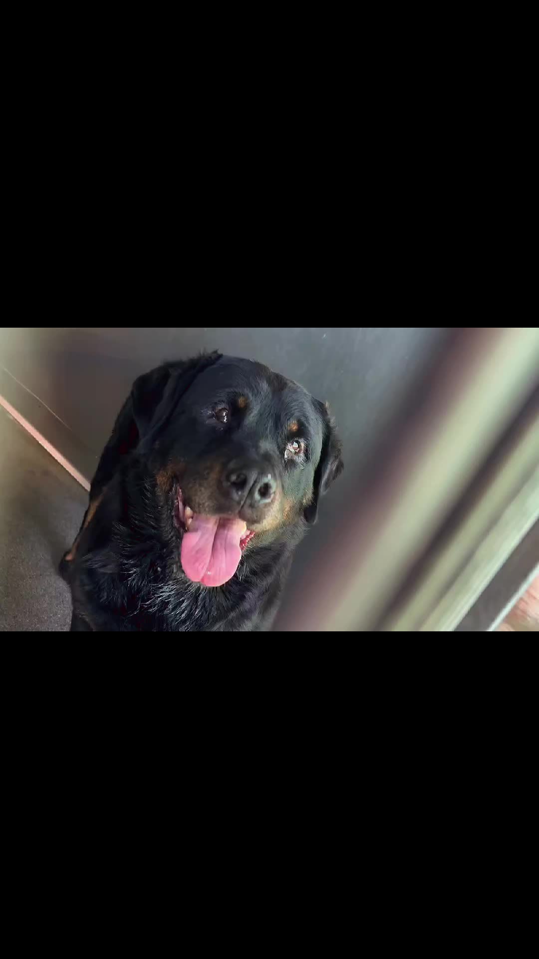 @Cane Corsos