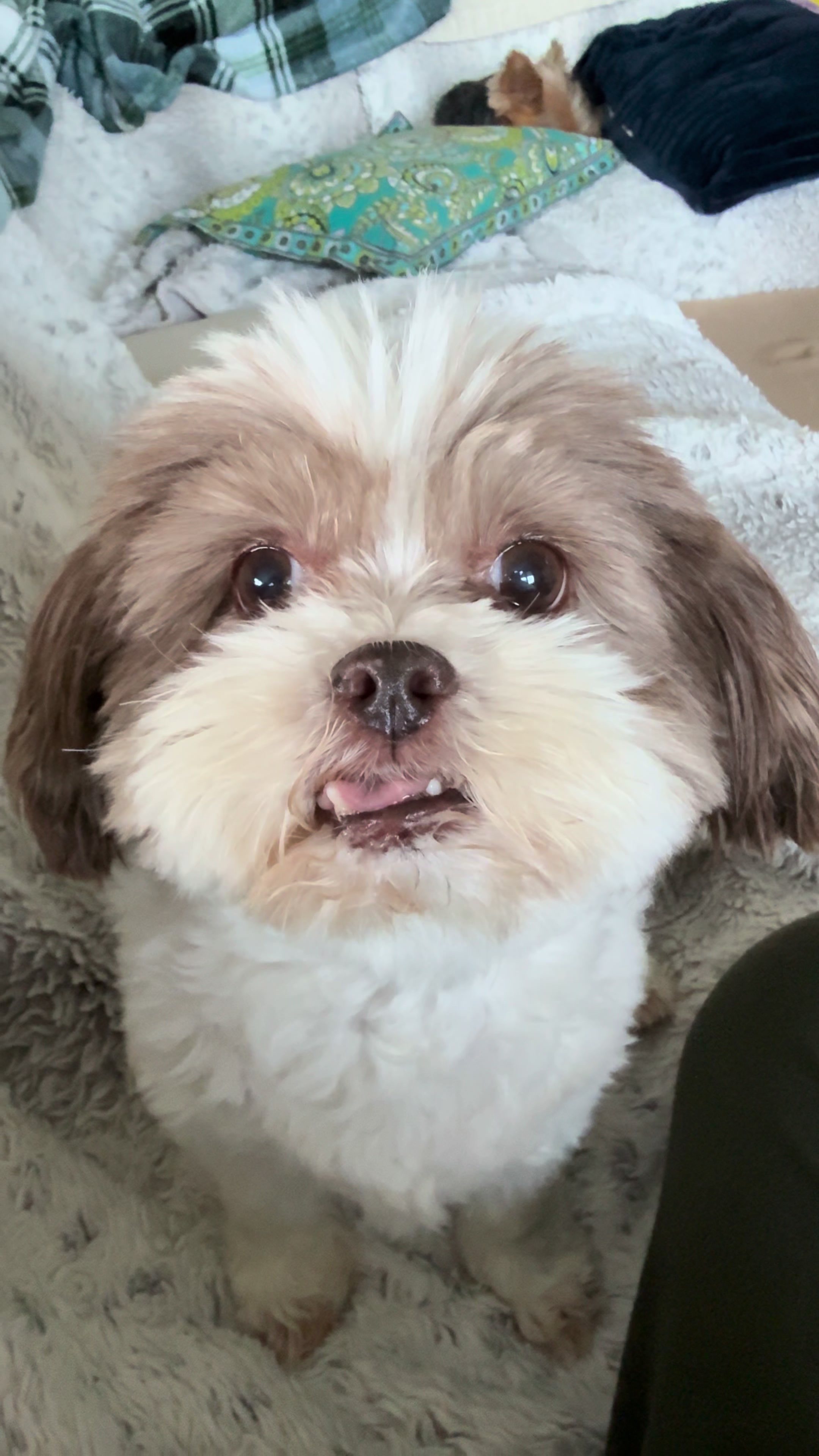 @My_4_Yorkies