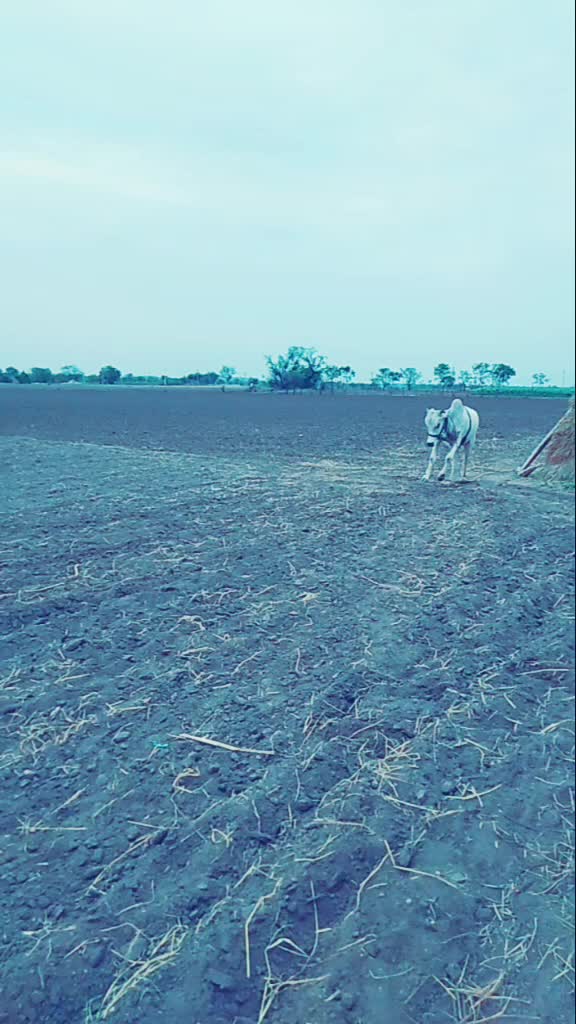 @రాజు అరవింద్