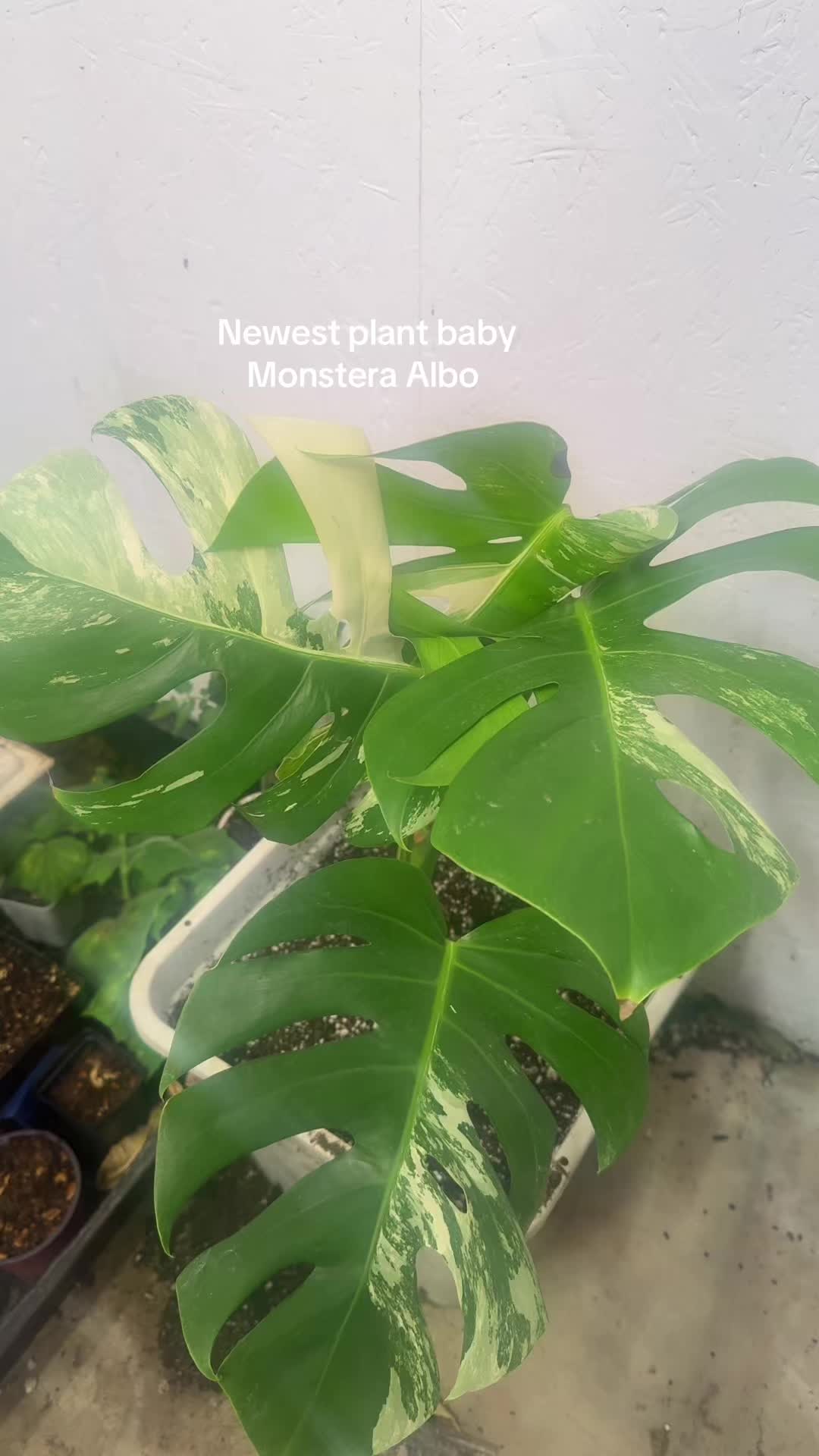 @plantifullife