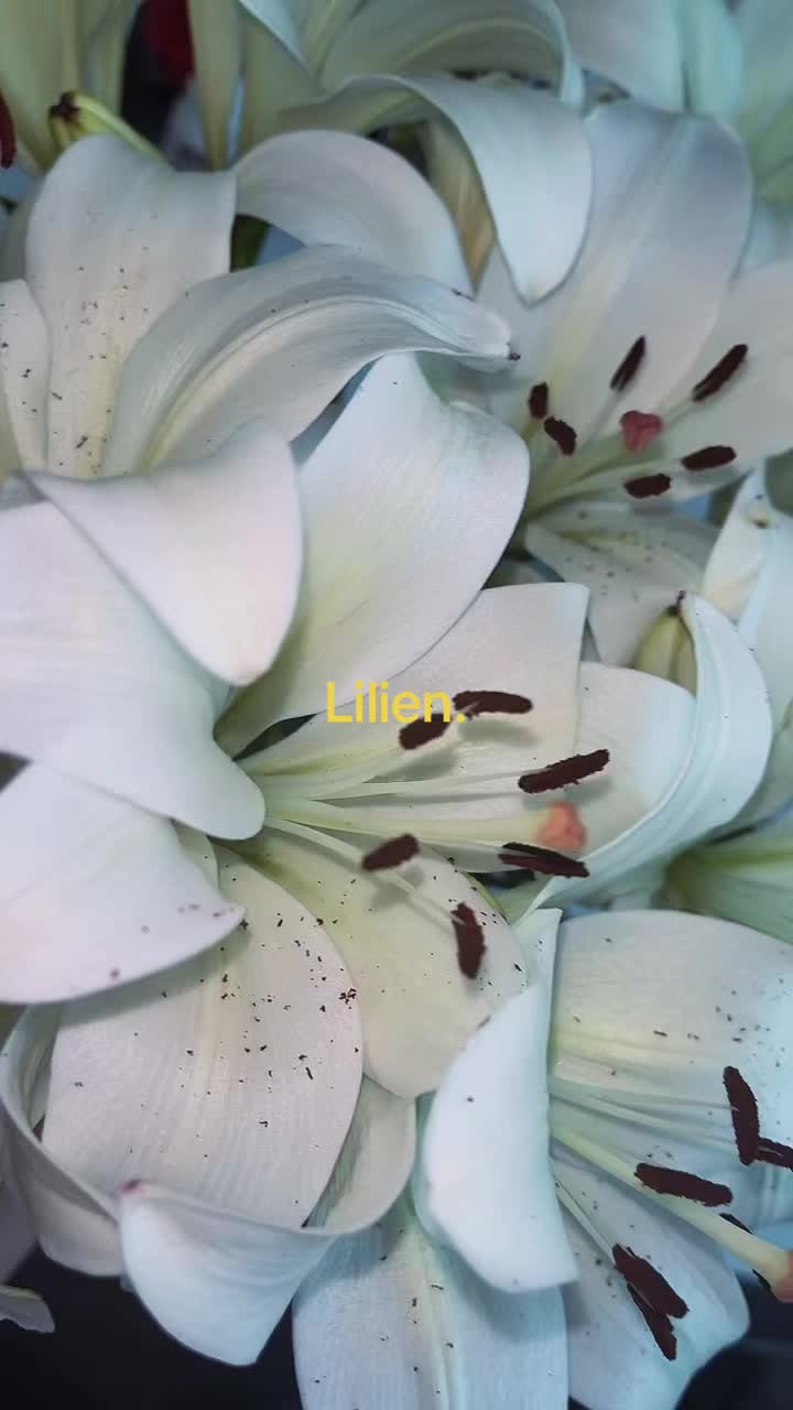 @𝒩𝒶𝒹𝒾𝓃𝑒 ❦