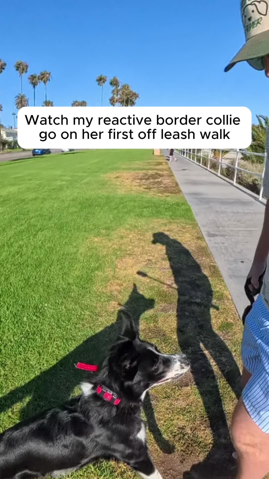 @forthedogs
