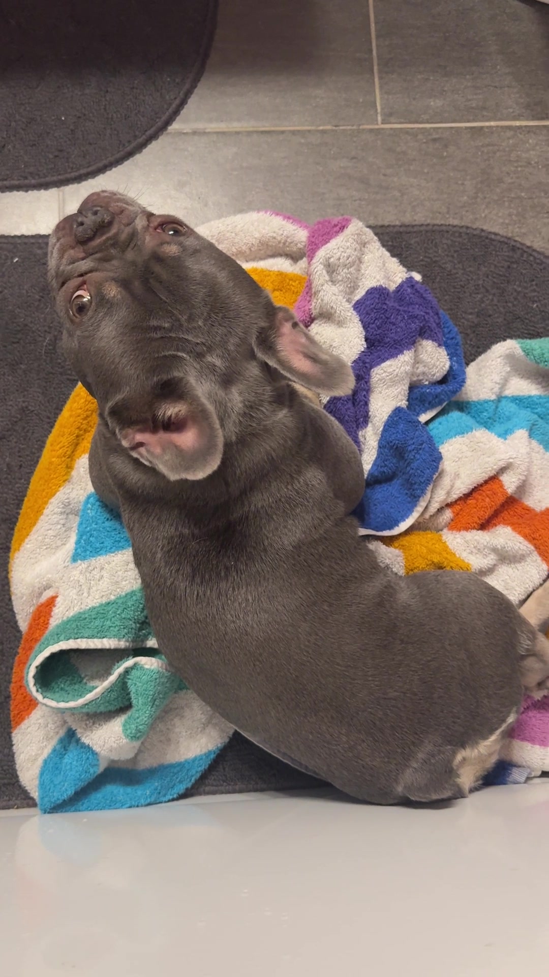 @Arwen the adorable Frenchie