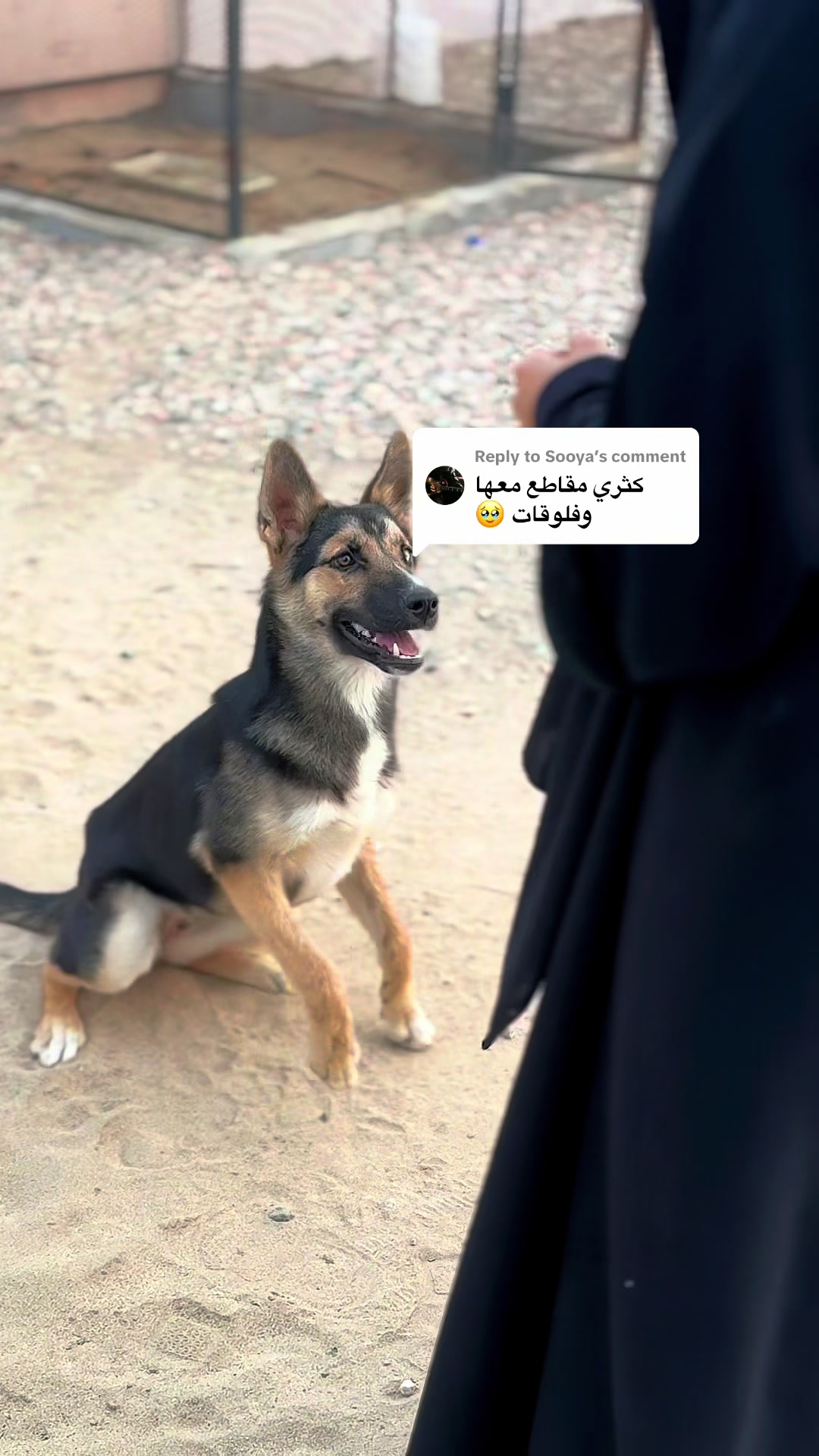 @ميكاسَا العَرب 🌟
