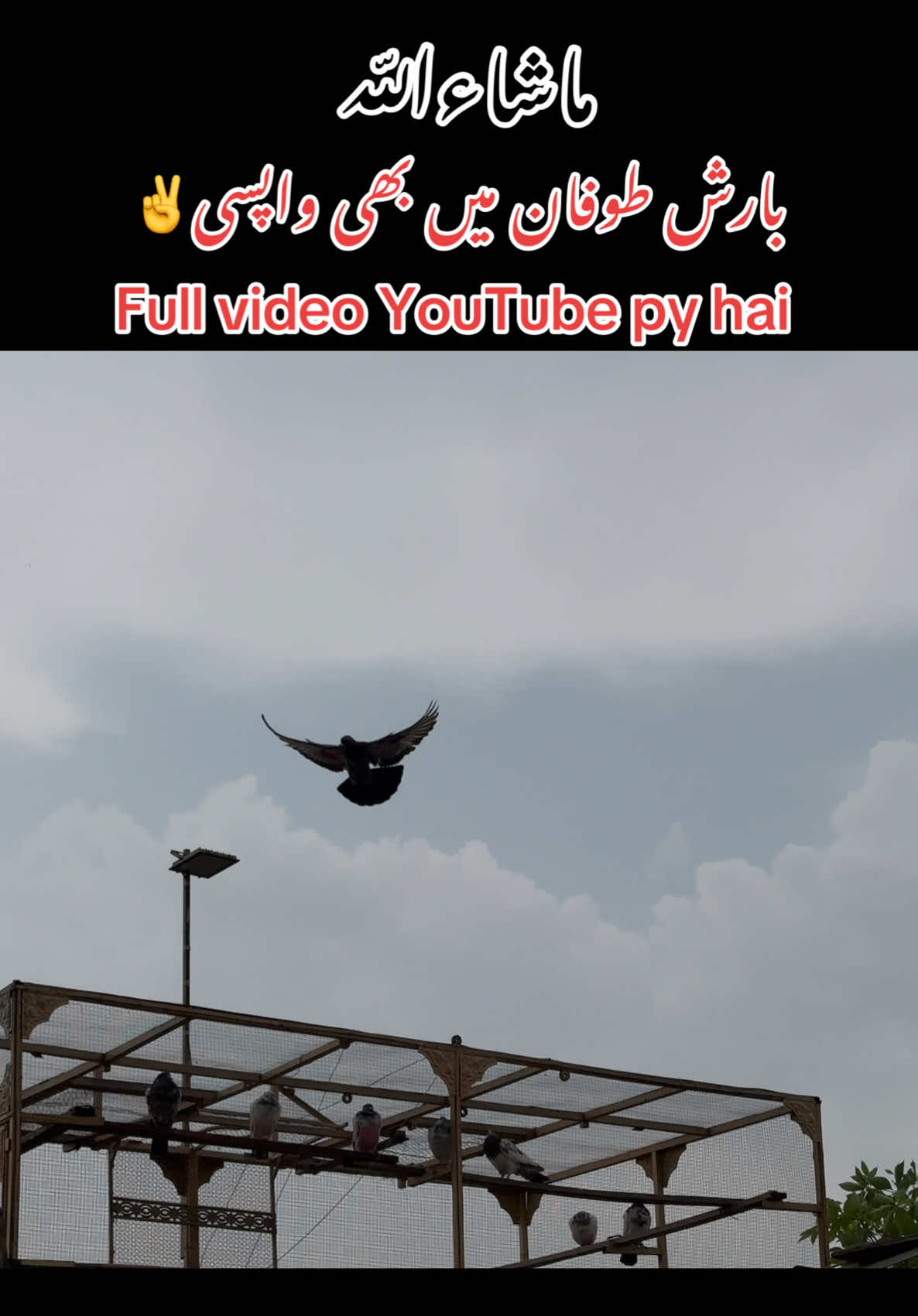 @Dar pigeons club