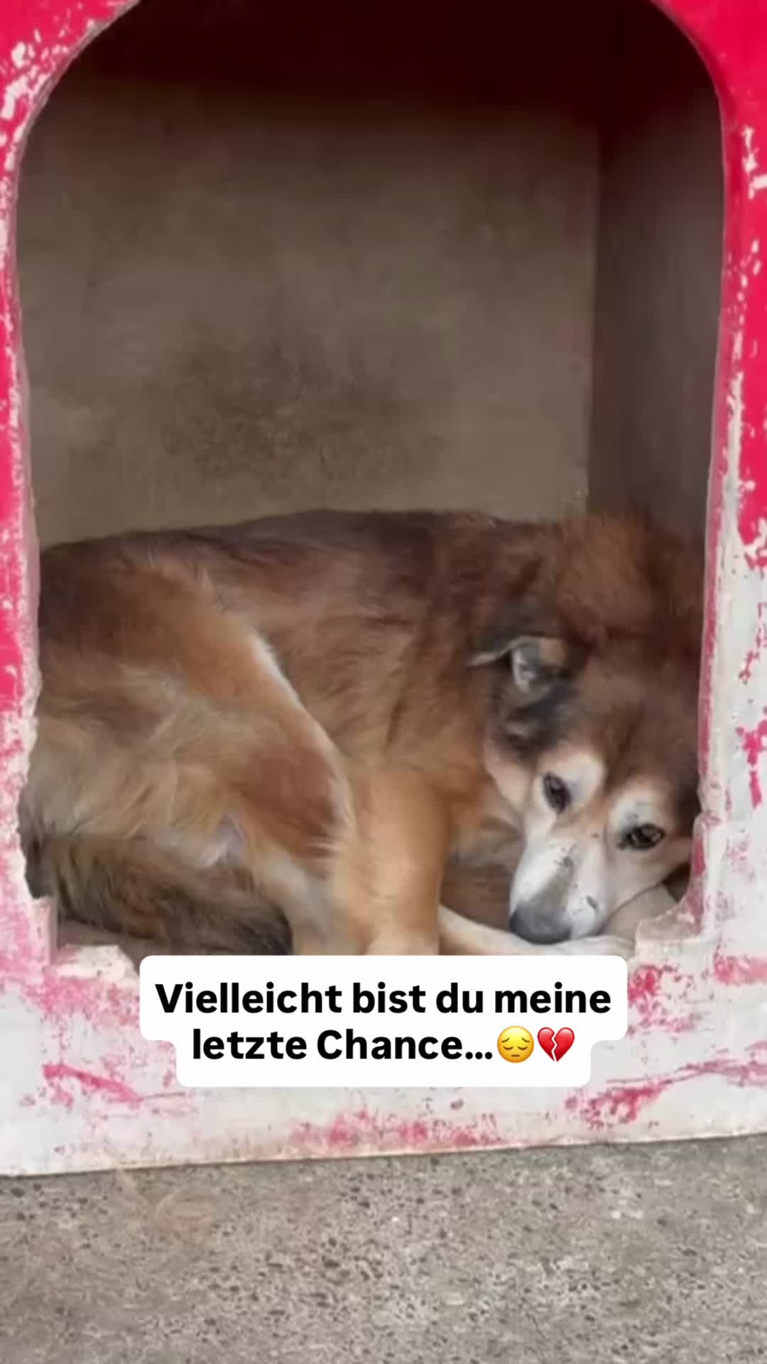 @Tierseelen 🐕