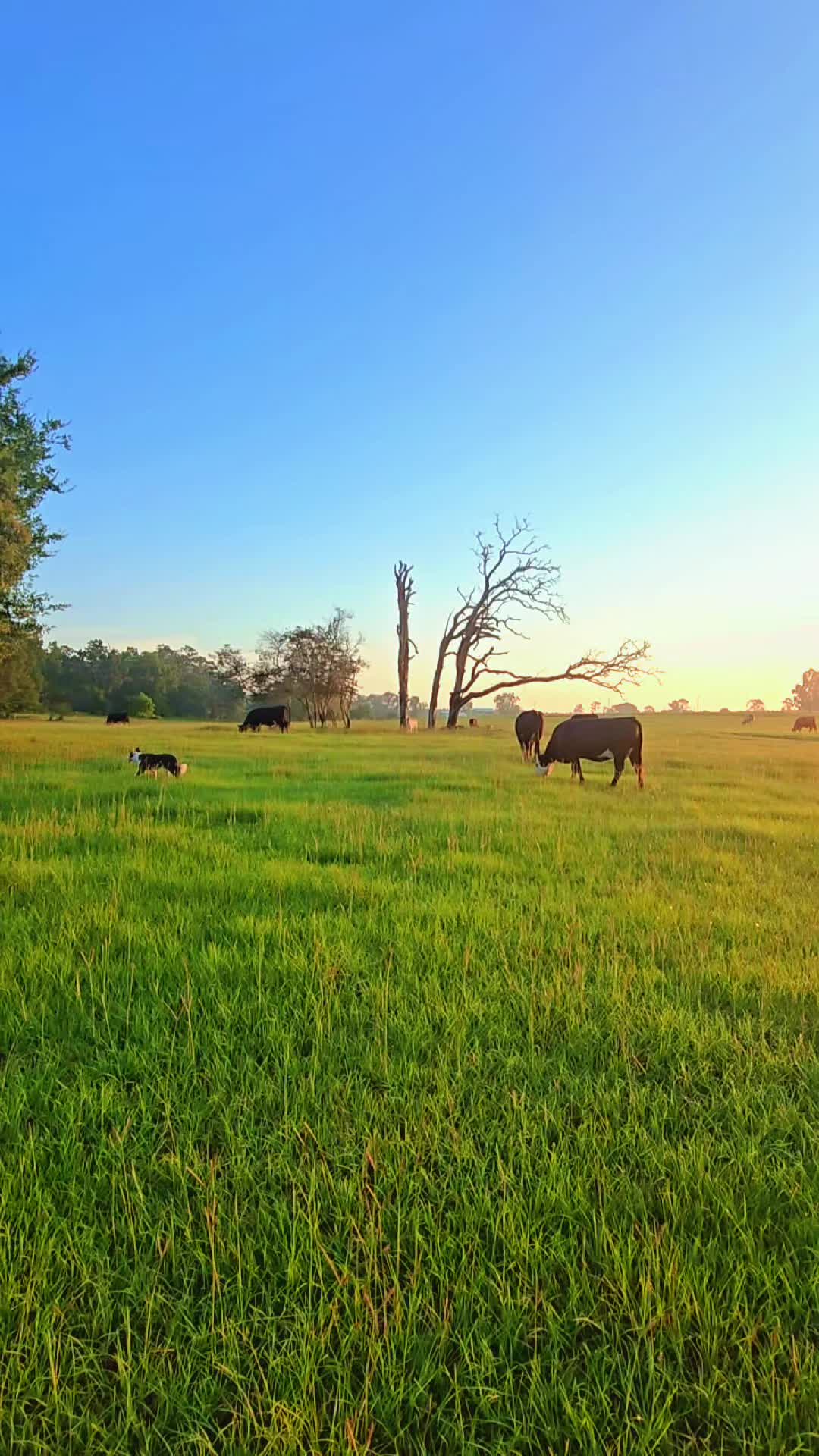 @M.I. CATTLE CO.