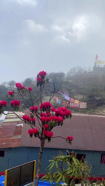 @sunitarautbhandari12