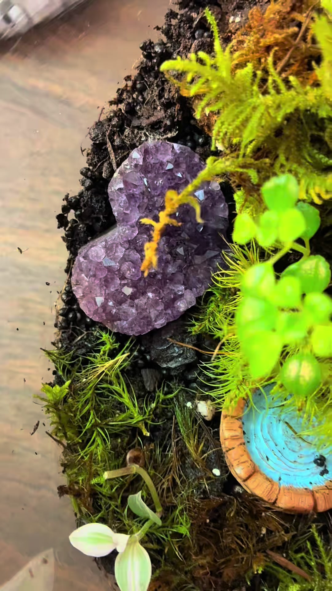 @Terrariums | Moss | Plants