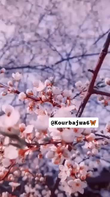 @جوت باجوہ 🥀