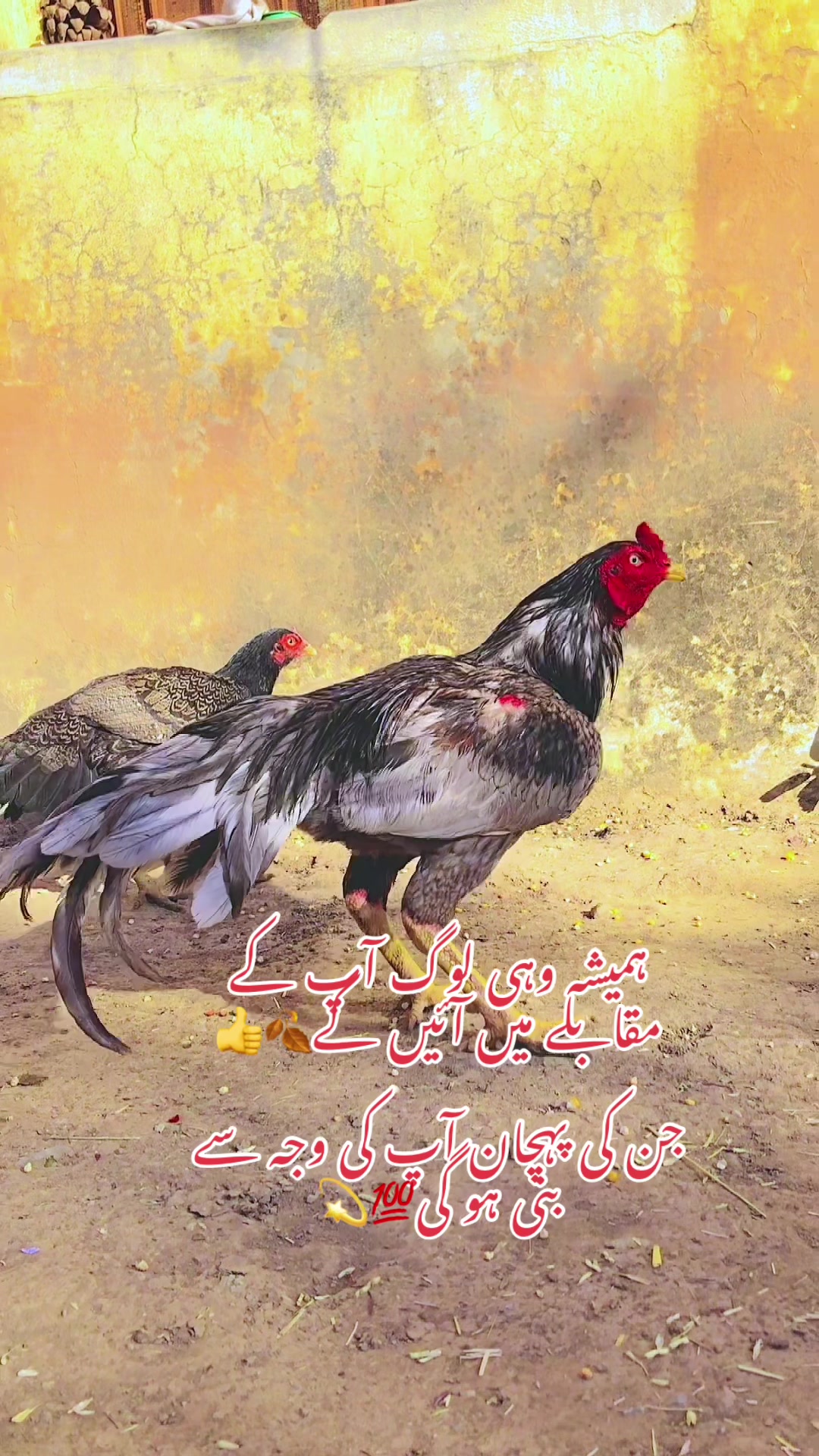 @بادشاہ اصیل گروپ جب 🔥♥️