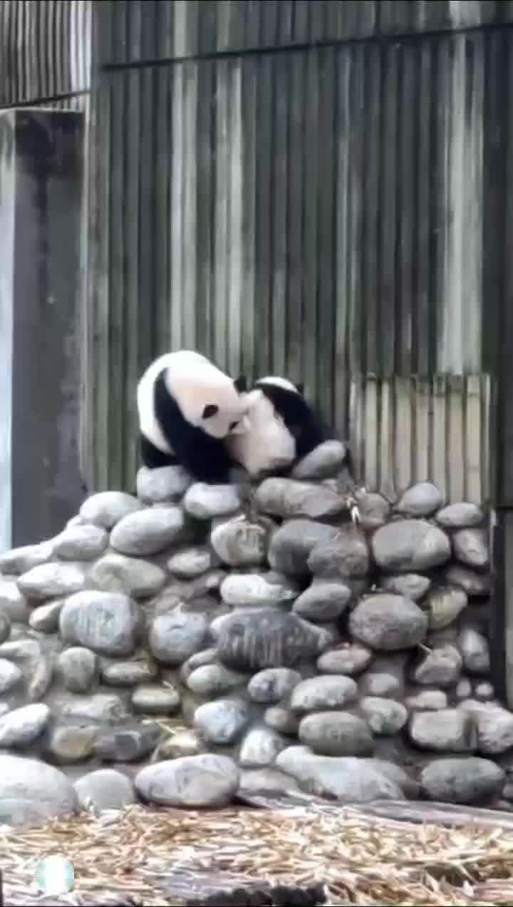 @✧ 𝕵𝖊𝖘𝖚𝖘 ✧