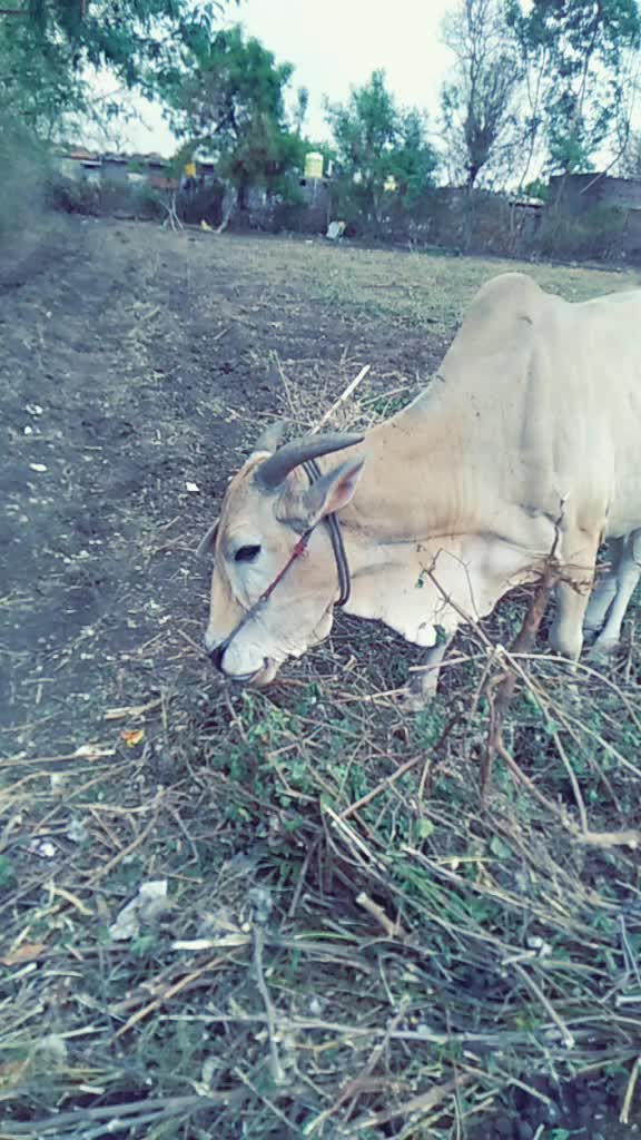 @vaibhau patil