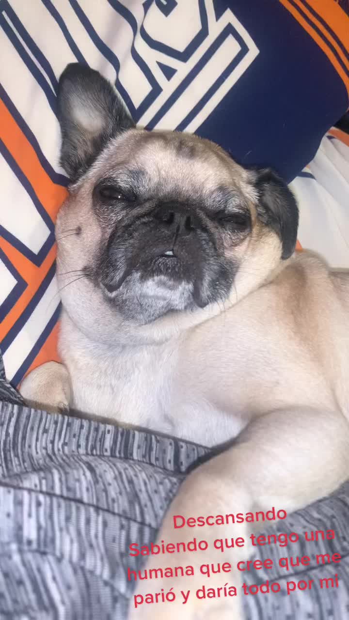 @En Memoria de Ninna Pug