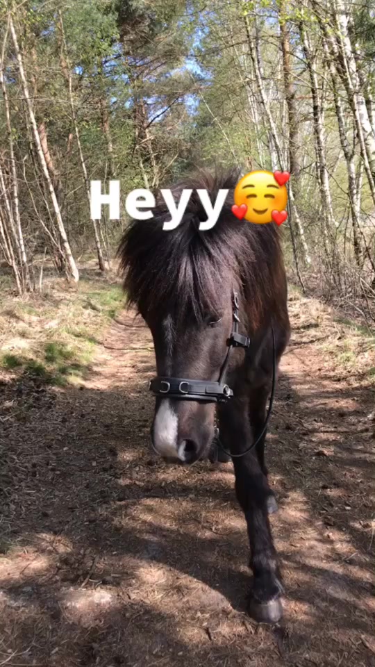 @Pony.gruppe❤️✨