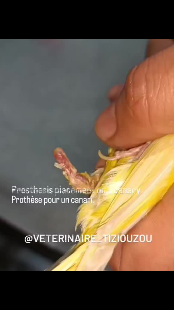 @Veterinaire Tizi-Ouzou