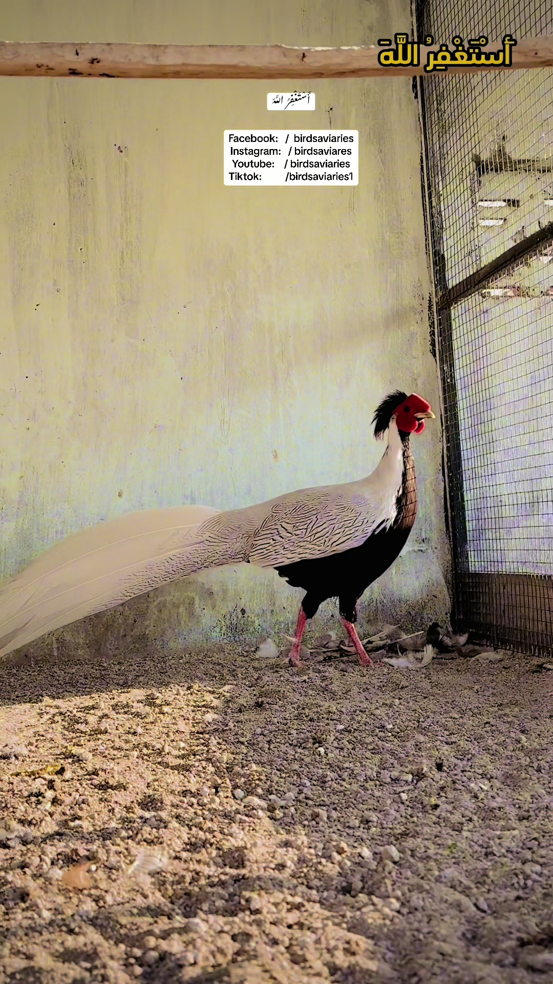 @Bird's Aviaries