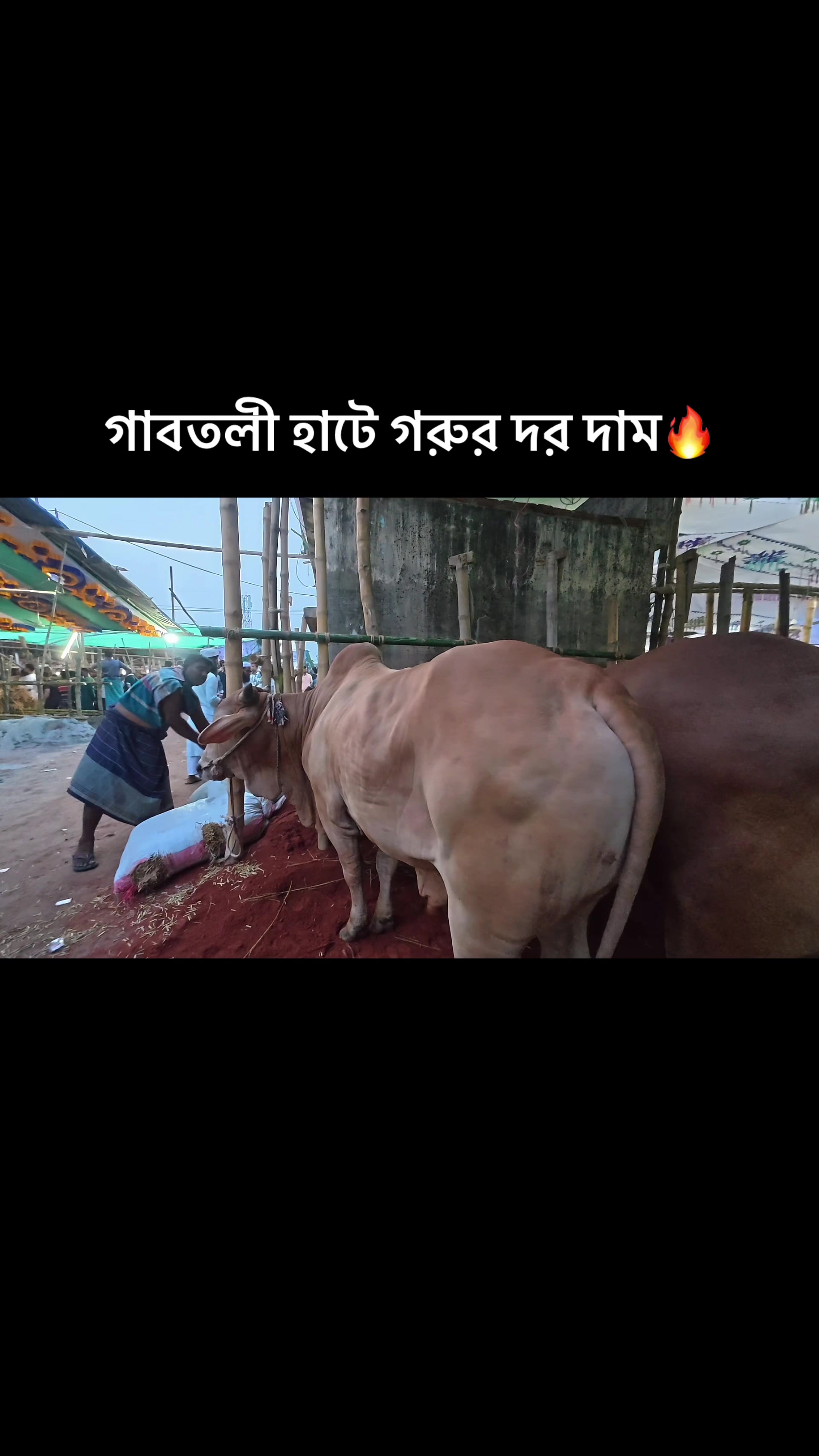 @MD IBRAHIM HOSSAIN đĨ
