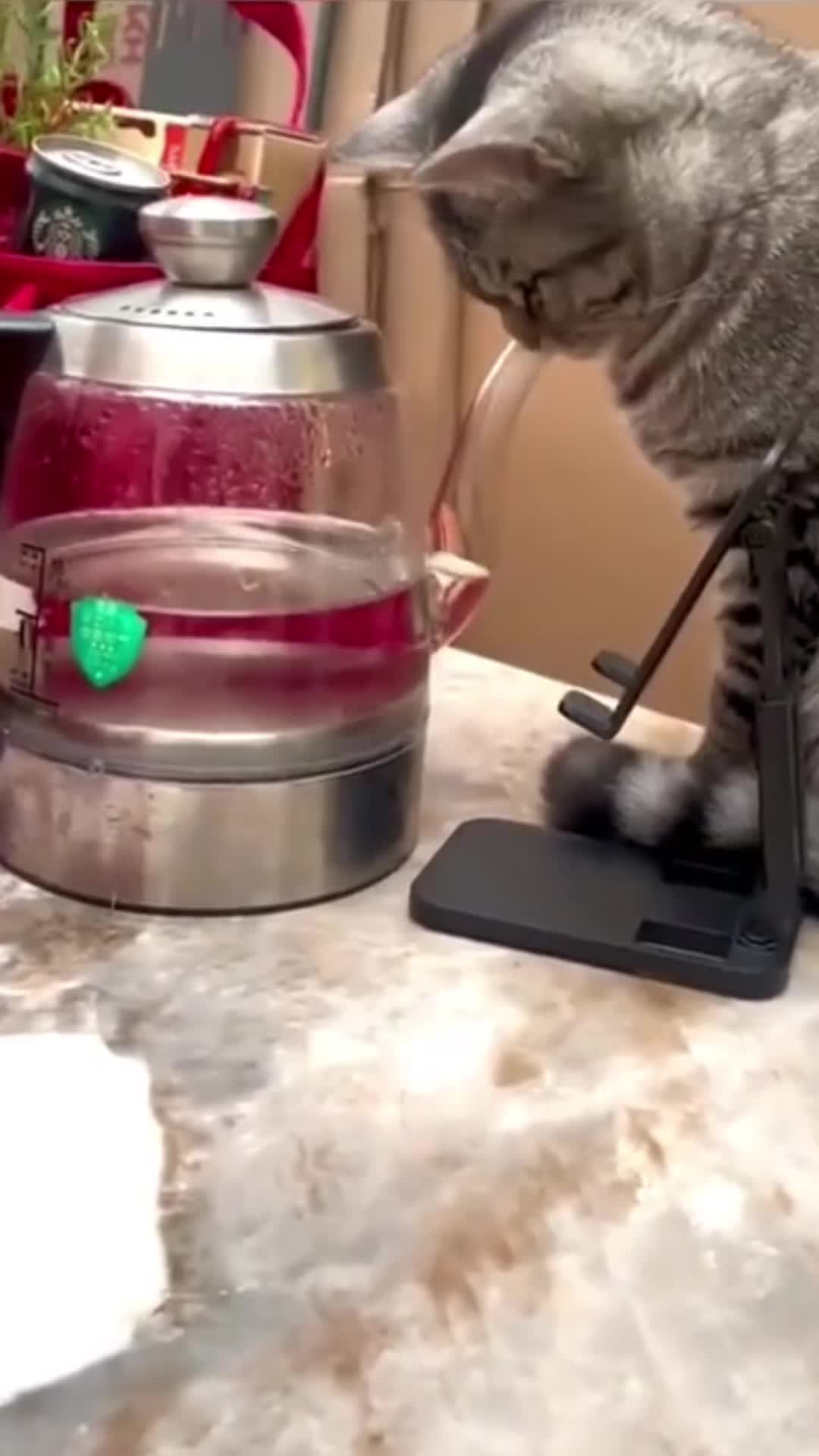 @🤣Cute Funny Pets🤣