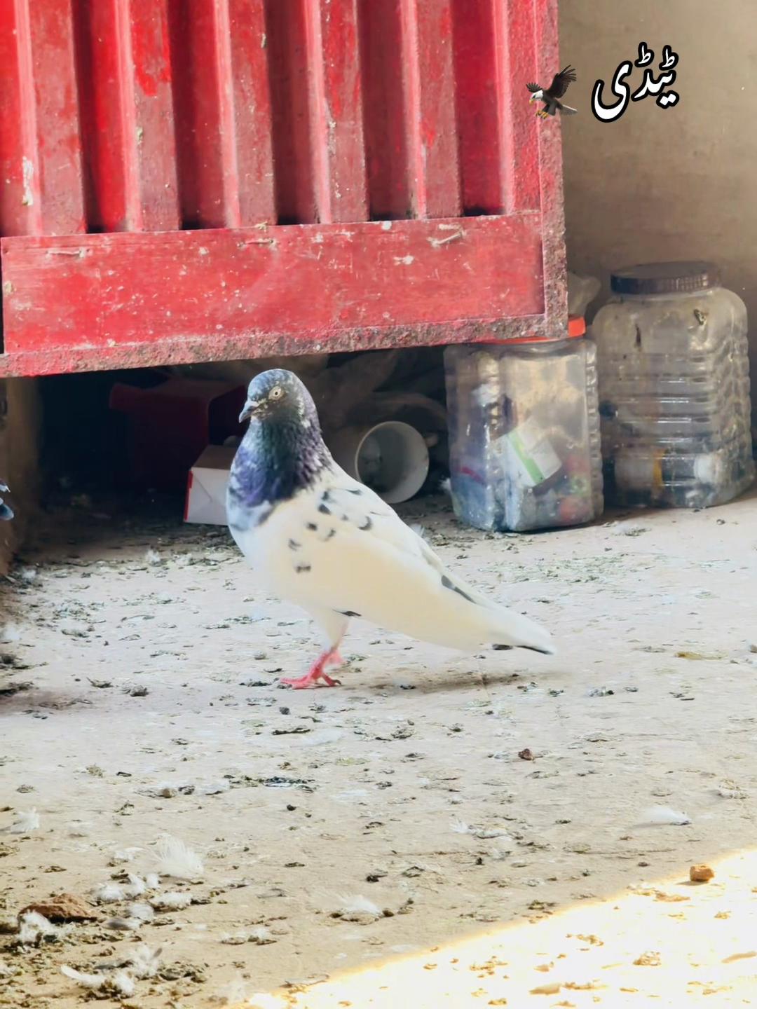@شوق 🫀