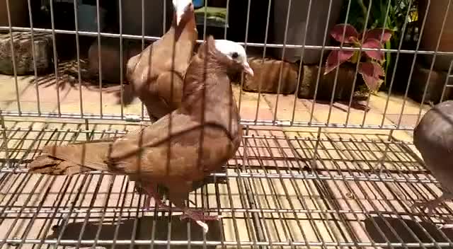 @manya_bhandari_