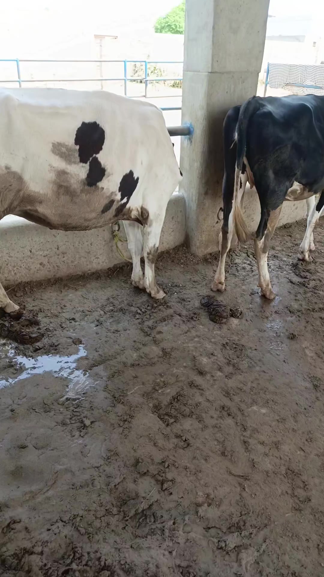 @Usmandairyfarmlayyah