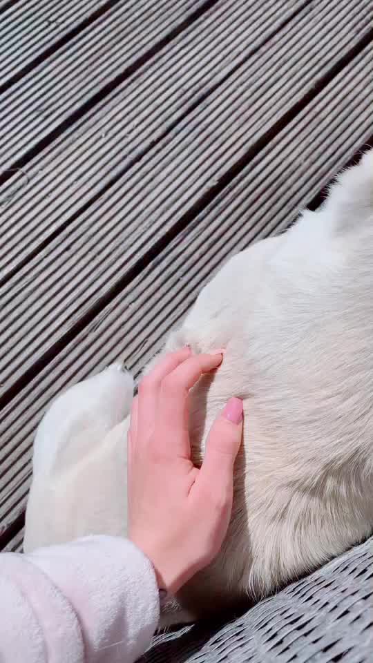 @Shãñićė 👑