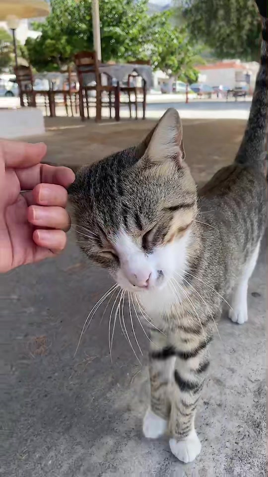 @CuteCat