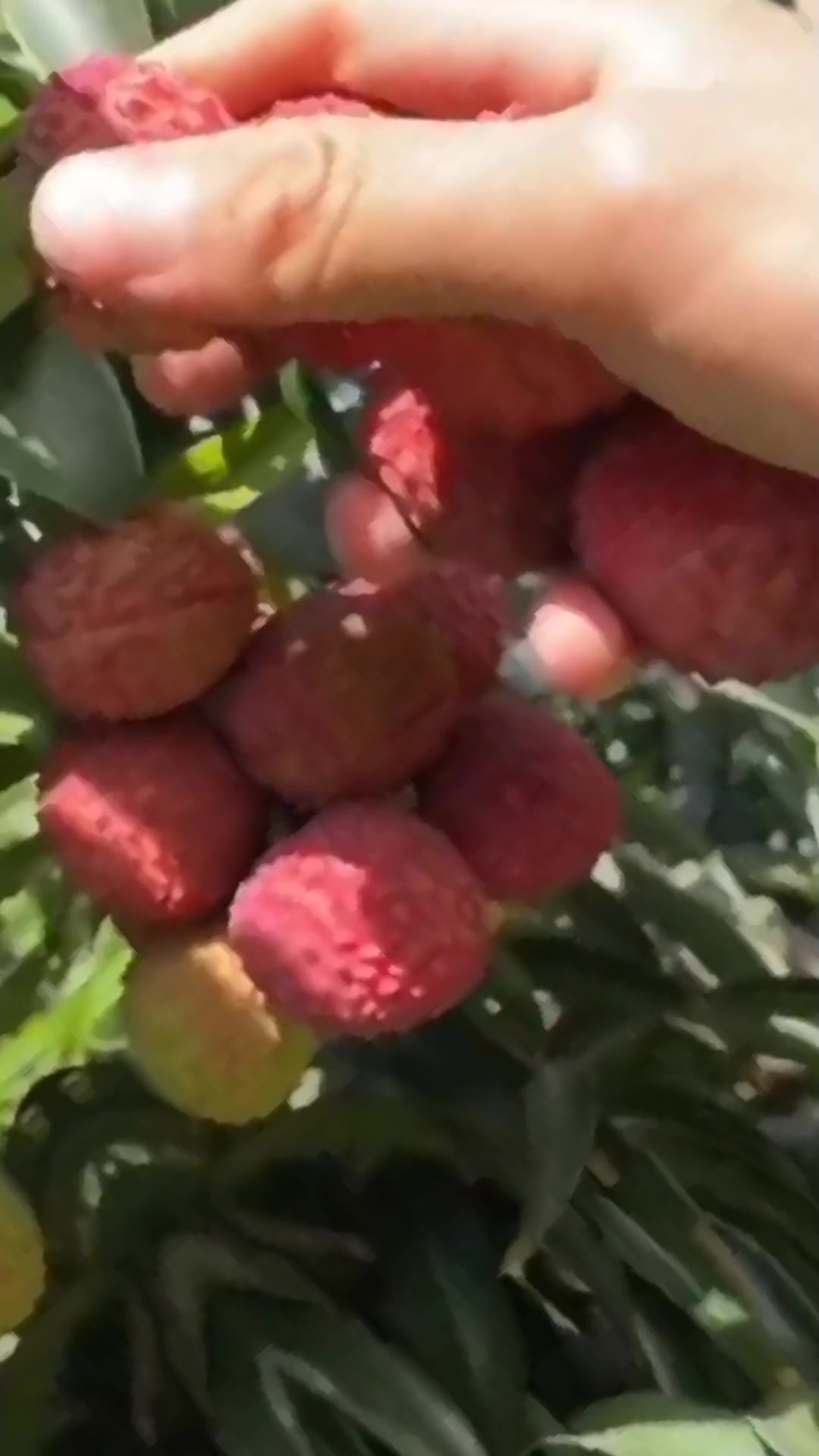 @Fruits88๐๐๐