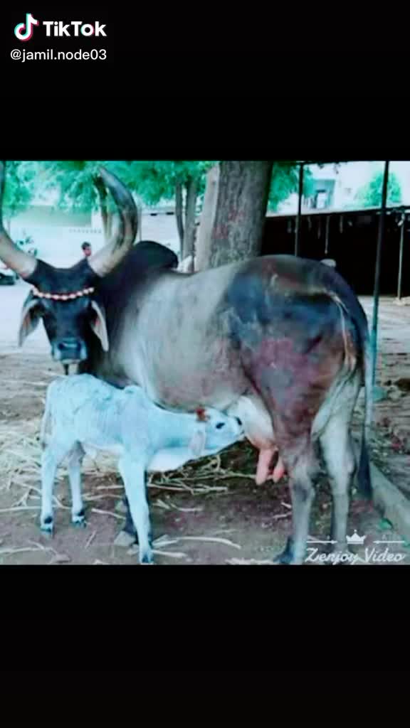 @SK___માલધારી