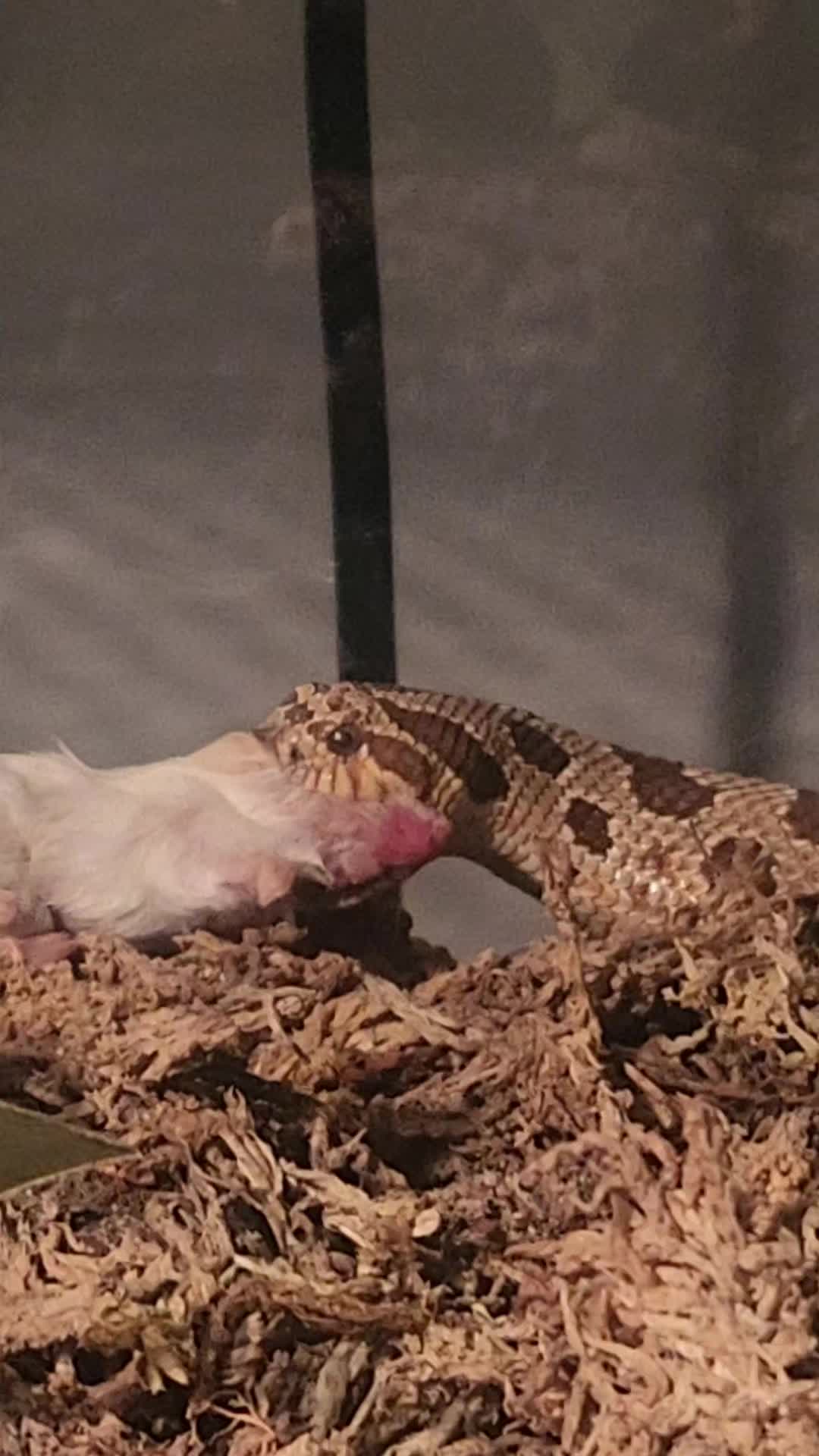 @Ballard’s Reptiles