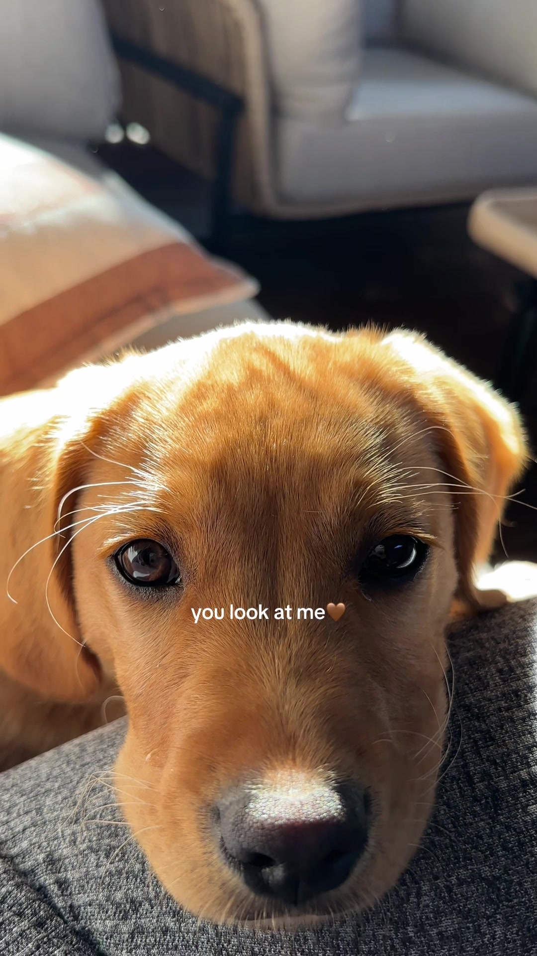 @Remy Boy🐾✨
