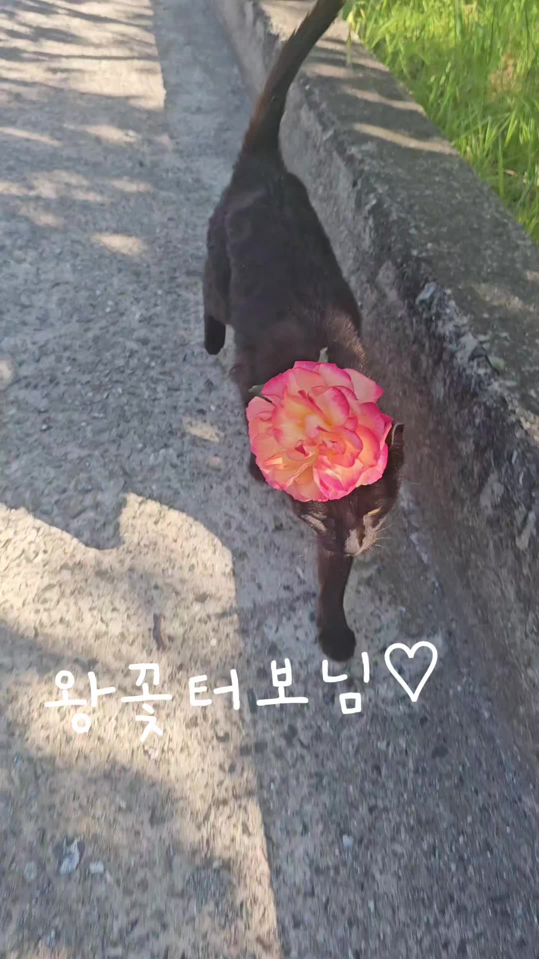 @검은고양이 터보