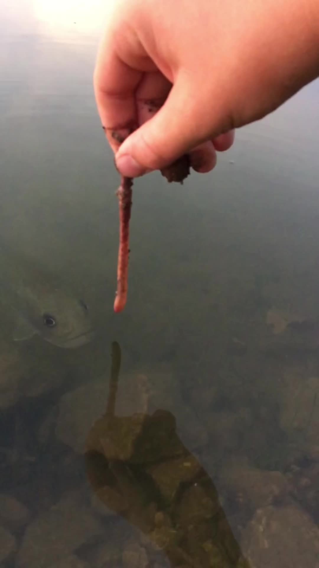 @Bassfeeder
