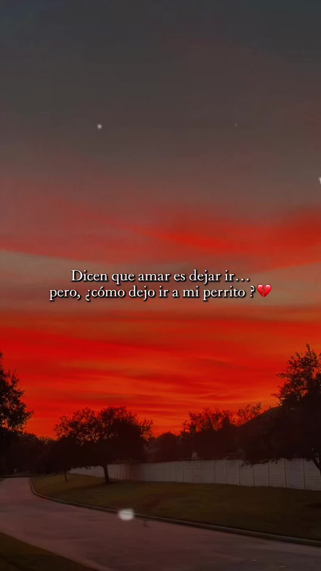 @❤️🐕🦺🐩🦮🐈⬛❤️Pet lover 🥰