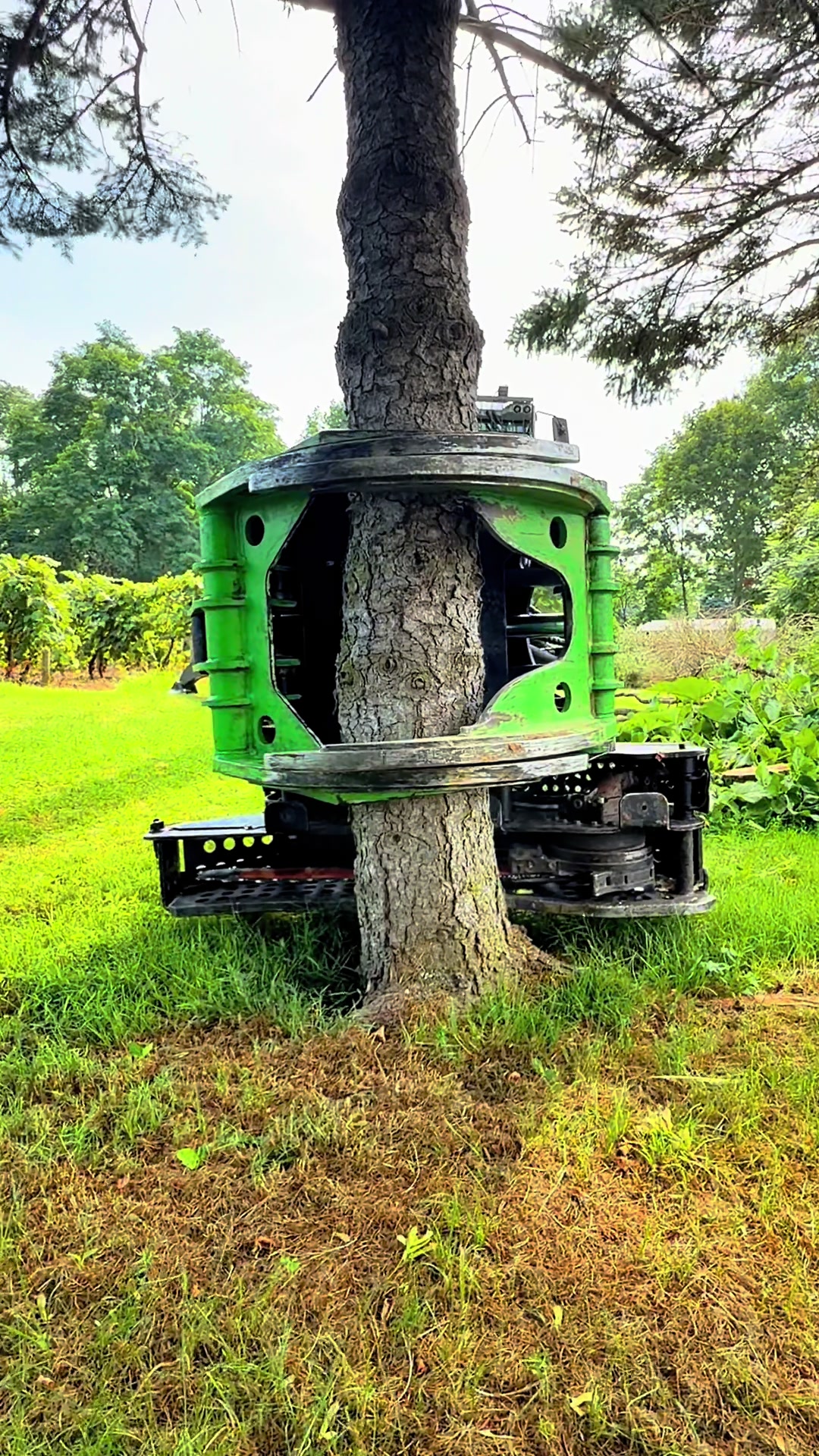 @kravitztreeservice