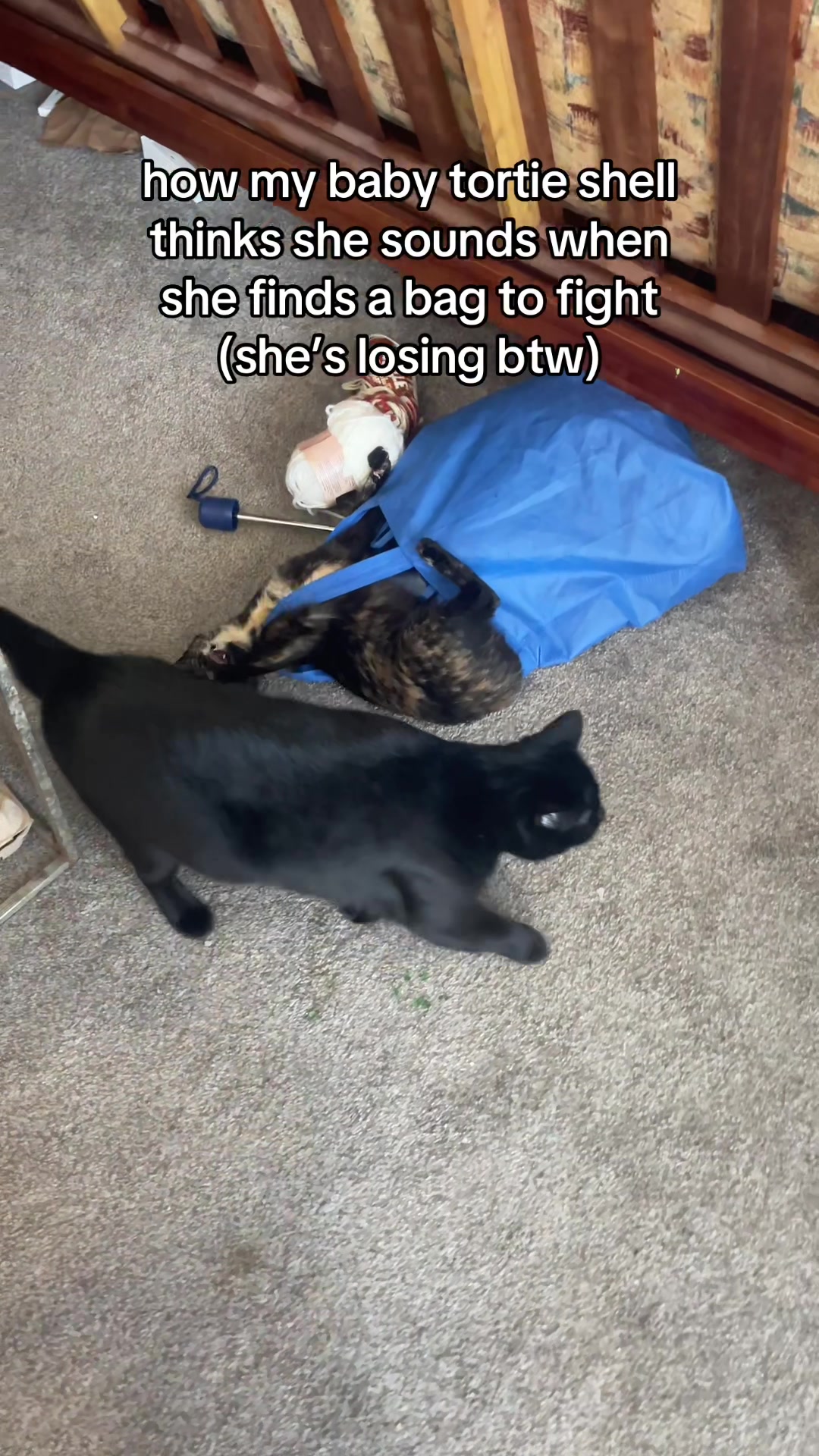 @jaylovesbugs