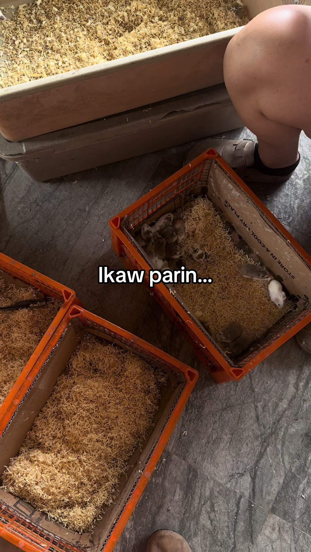 @Heredera ng mga Daga