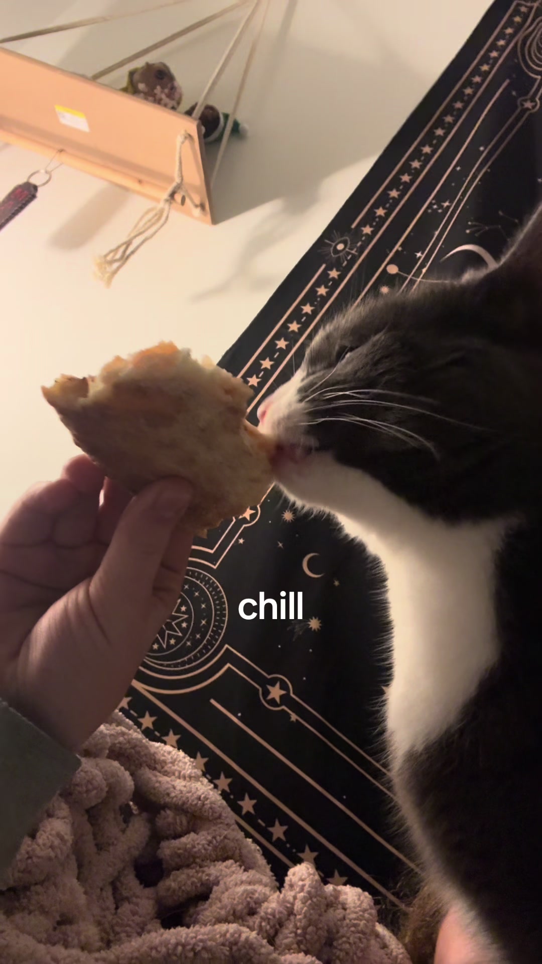 @maryyy🍄🧚🌙🐈&zwj;⬛