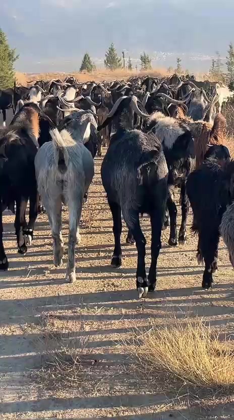 @Yörükoğlu Yaşar 20